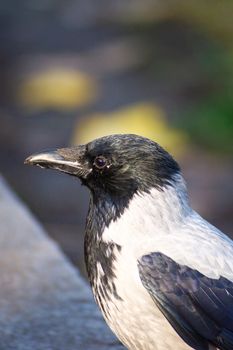 The city crow with black anf gray feathers on stone border with blurred background.