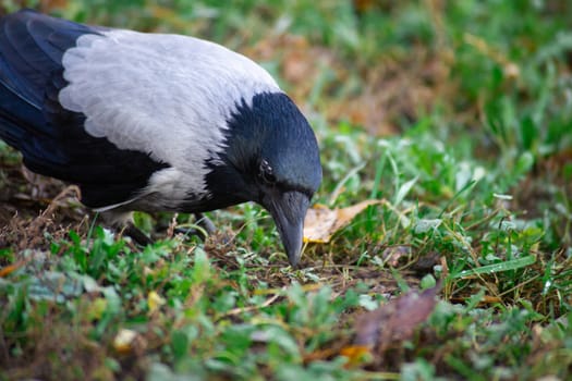 The crow with gray and black ffeathers on green grass