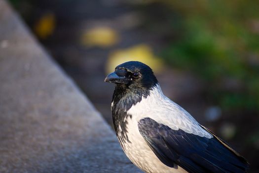 The city crow with black anf gray feathers on stone border with blurred background.