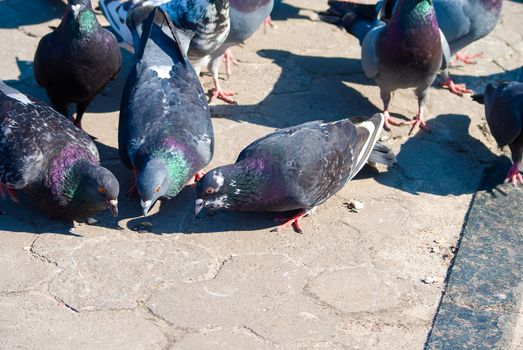 City doves fighting for piece of bread on main square of city. Colorful birds.