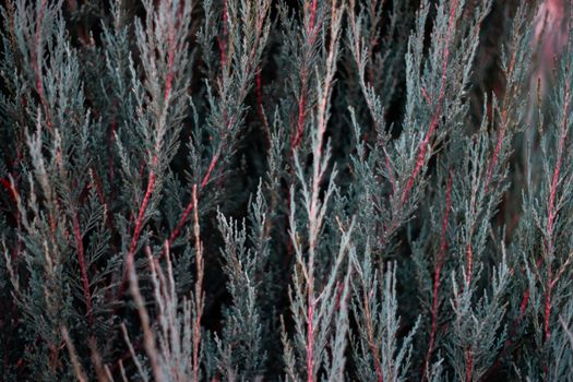 Tuja leaves closeup. Leaves are dark green colour and branches are dark red colour. 