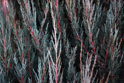 Tuja leaves closeup. Leaves are dark green colour and branches are dark red colour.