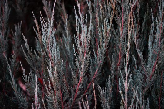 Tuja leaves closeup. Leaves are dark green colour and branches are dark red colour.