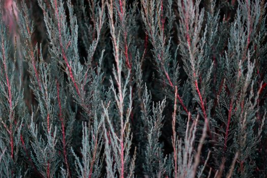 Tuja leaves closeup. Leaves are dark green colour and branches are dark red colour. 