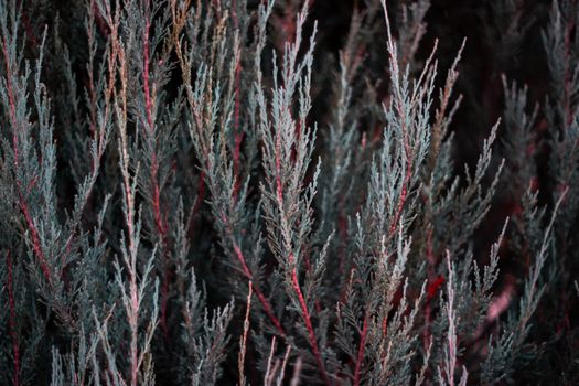 Tuja leaves closeup. Leaves are dark green colour and branches are dark red colour.