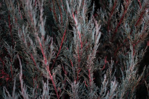 Tuja leaves closeup. Leaves are dark green colour and branches are dark red colour. 