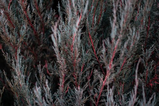 Tuja leaves closeup. Leaves are dark green colour and branches are dark red colour. 