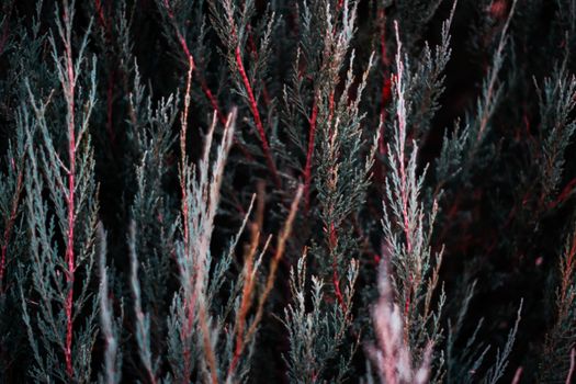 Tuja leaves closeup. Leaves are dark green colour and branches are dark red colour. 