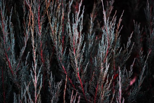 Tuja leaves closeup. Leaves are dark green colour and branches are dark red colour. 