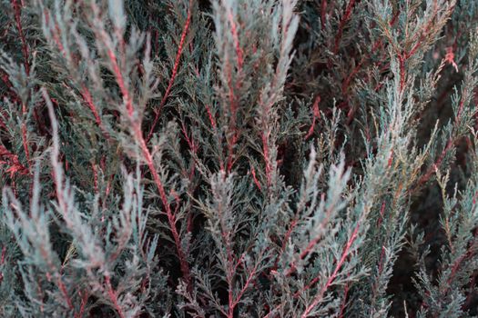 Tuja leaves closeup. Leaves are dark green colour and branches are dark red colour.