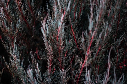 Tuja leaves closeup. Leaves are dark green colour and branches are dark red colour. 