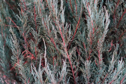 Tuja leaves closeup. Leaves are dark green colour and branches are dark red colour. 