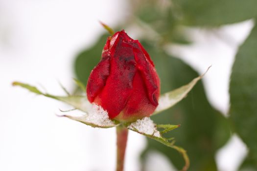 Closed frozen rose flower closeup on blurred winter background. Soft socus on rose.