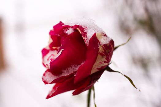 Frozen rose flower closeup on blurred winter background. Soft socus on rose. Snow lies on rose flower.