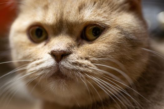Temperamental british domestic cat looks at you closeup with blurred background.