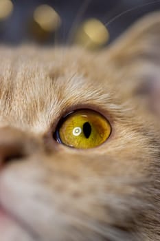 Temperamental british domestic cat looking up with one eye. Closeup view with blurred background.