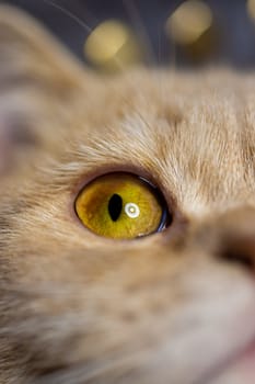 Temperamental british domestic cat looking up with one eye. Closeup view with blurred background.