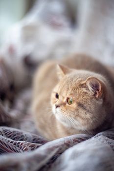 Temperamental british domestic cat looks at windows and lies on curtains with blurred bachground. Soft focus.