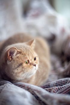 Temperamental british domestic cat looks at windows and lies on curtains with blurred bachground. Soft focus.