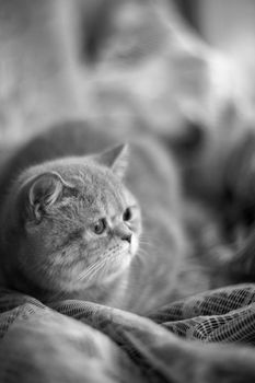 Temperamental british domestic cat looks at windows and lies on curtains with blurred bachground. Soft focus. Black and white monochrome photo.