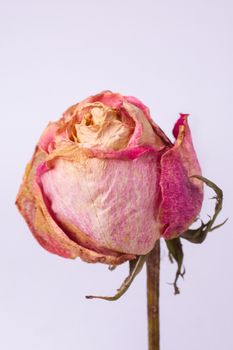 Dried small pink rose isolated on white background. Closeup view. Natur morte.