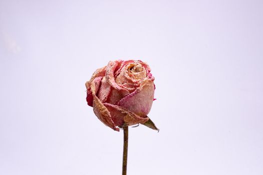 Dried small pink rose with artificial snow on white-gray background. Closeup view. Natur morte.