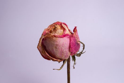 Dried small pink rose isolated on white background. Closeup view. Natur morte. 