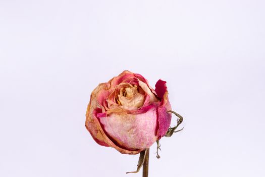 Dried small pink rose isolated on white background. Closeup view. Natur morte. 