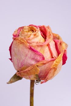 Dried small pink rose isolated on white background. Closeup view. Natur morte. 