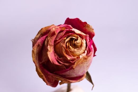 Dried small pink rose isolated on white background. Closeup view. Natur morte. 
