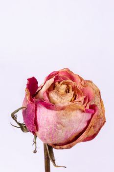 Dried small pink rose isolated on white background. Closeup view. Natur morte. 