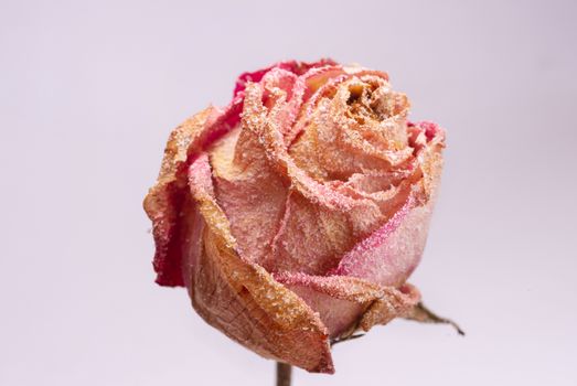 Dried small pink rose with artificial snow on white-gray background. Closeup view. Natur morte. 