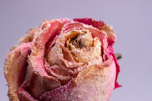 Dried small pink rose with artificial snow on white-gray background. Closeup view. Natur morte. 
