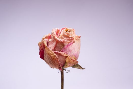 Dried small pink rose with artificial snow on white-gray background. Closeup view. Natur morte.