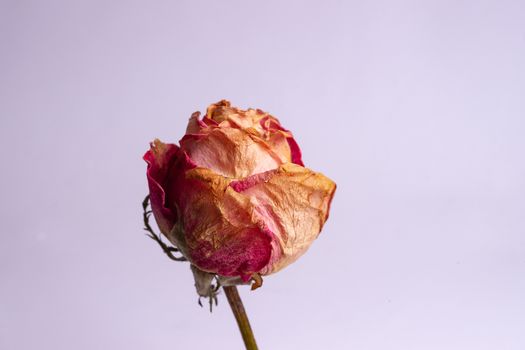 Dried small pink rose isolated on white background. Closeup view. Natur morte. 