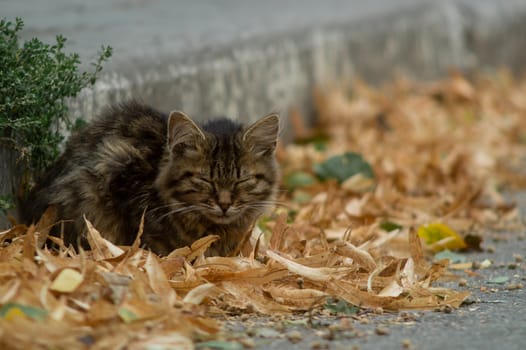 Temperamental homeless kitten looks at you  and lies in dry autumn leaves.