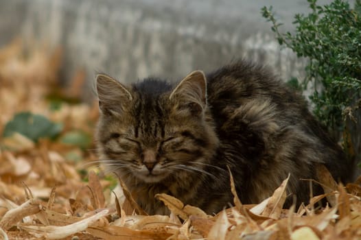 Temperamental homeless kitten looks at you  and lies in dry autumn leaves.