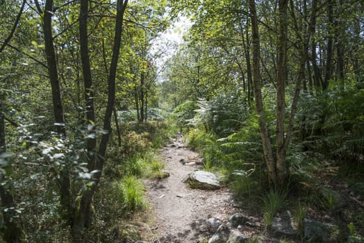 deep in the forest of the belgium ardennes near malmedy