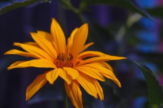 Pretty golden flower on blurred background. Close-up view.