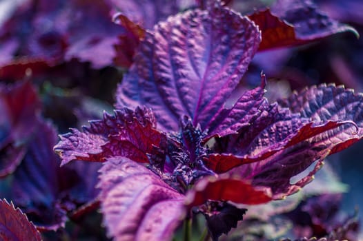 Violet basil leaves. Cooking spice. Close-up view.