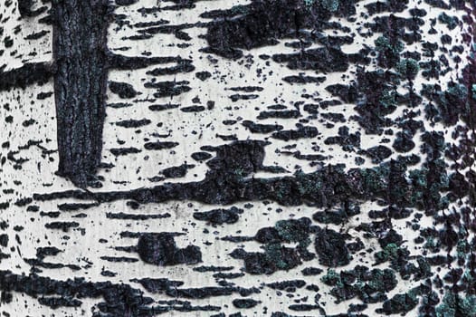 Birch bark close-up view. Textured surface, black and white.