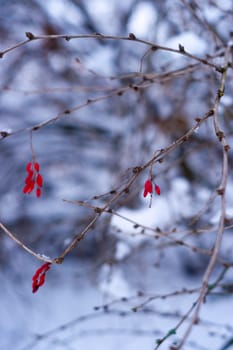 Red berries on a branch in white snow forest. Blurred background on photo.