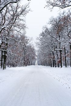 Road to house in winter forest. Trees in white snow, Christmas time.  Sharp photo.