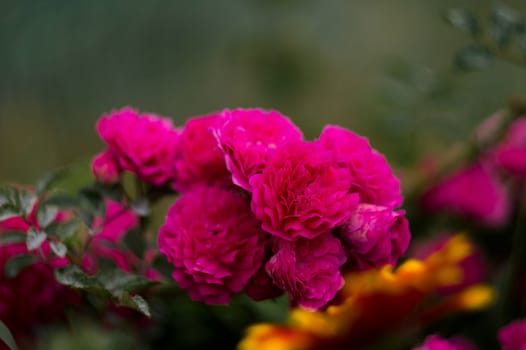 The pink rose in garden large view. Mary roses in a branch.