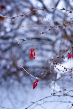 Red berries on a branch in white snow forest. Blurred background on photo.