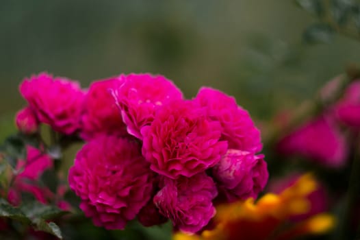 The pink rose in garden large view. Mary roses in a branch.