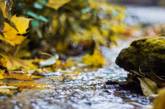 Small brook in autumn park. Many yellow leaves in foreground and blurred background. Low side closeup view. Autumn in park.