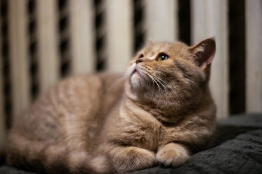 Temperamental british domestic cat looking up closeup.