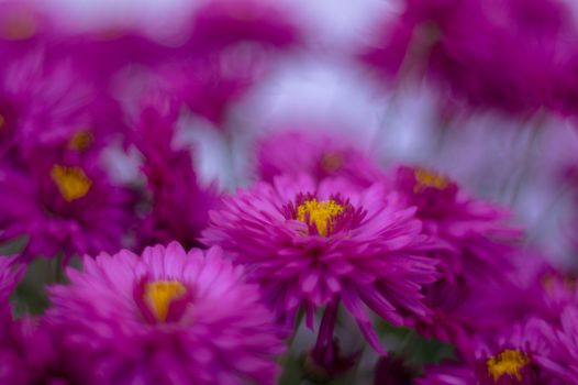 Purple chrysanthemums with blurred background and very soft focus. Art idea.