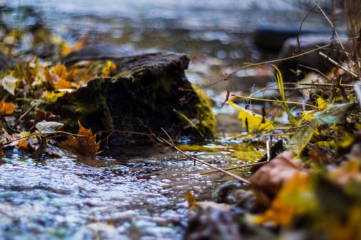 Small brook in autumn park. Many yellow leaves in foreground and blurred background. Low side closeup view. Autumn in park.